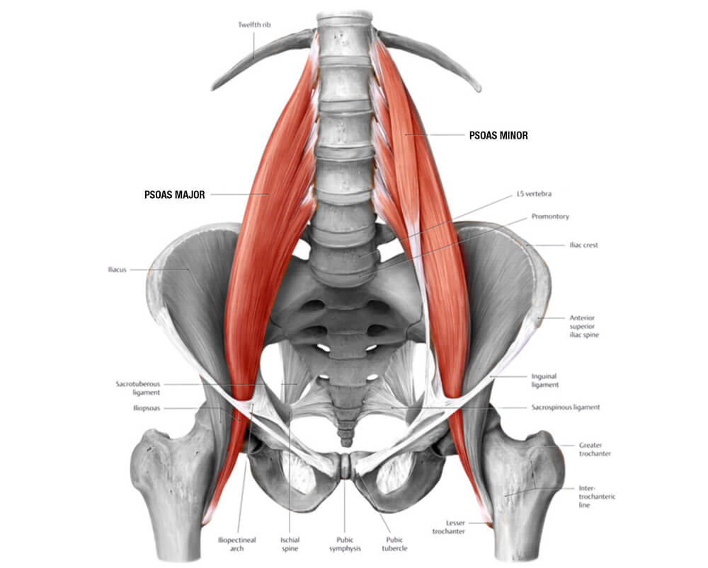 The Psoas Is Not The Muscle Of Your F Ing Soul Applied Yoga