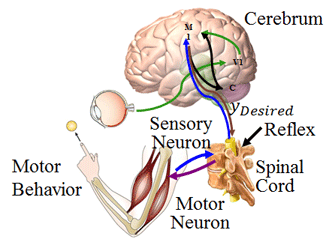 The Need For Motor Control in our Yoga Practice